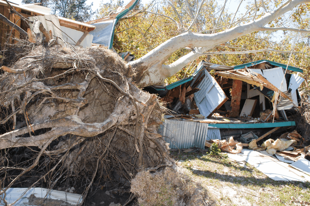 Hurricane damage, toppled tree, destroyed home in Louisiana